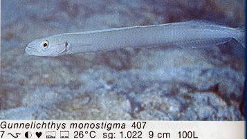 Gunnelichthys monostigma
